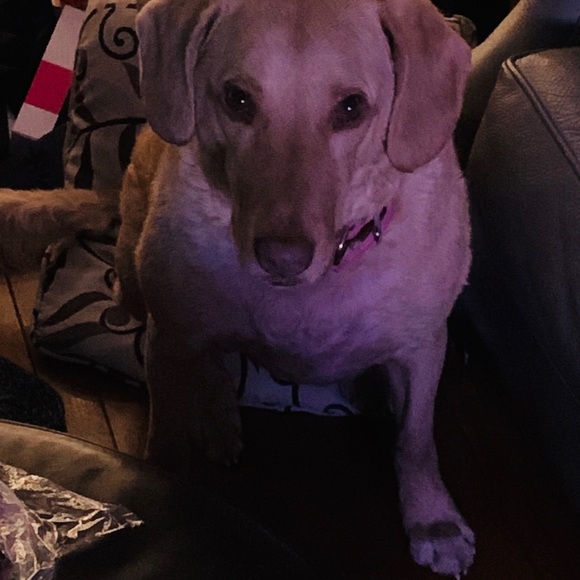 Meet your Posher, Theresa - Picture 1 of 1